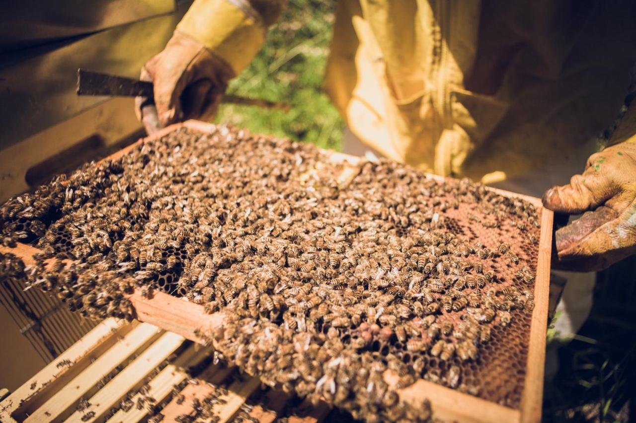 Agriturismo Schiaccia Ghiande マッサ・マリッティマ エクステリア 写真